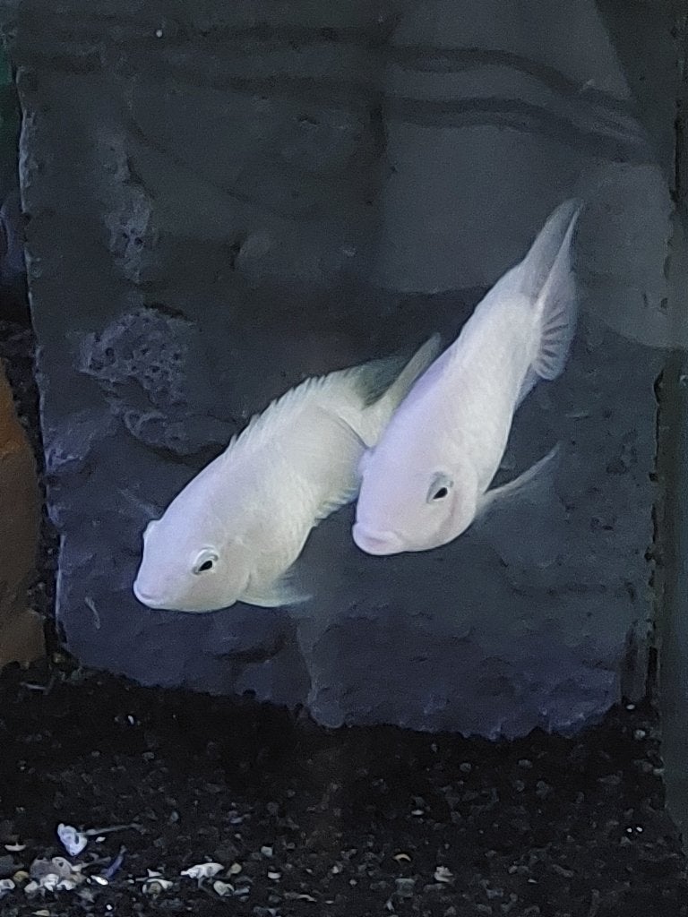 Jong productief koppel A. nigrofasciata platinum (spierwit), Dieren en Toebehoren, Vissen | Aquariumvissen, Zoetwatervis, Vis