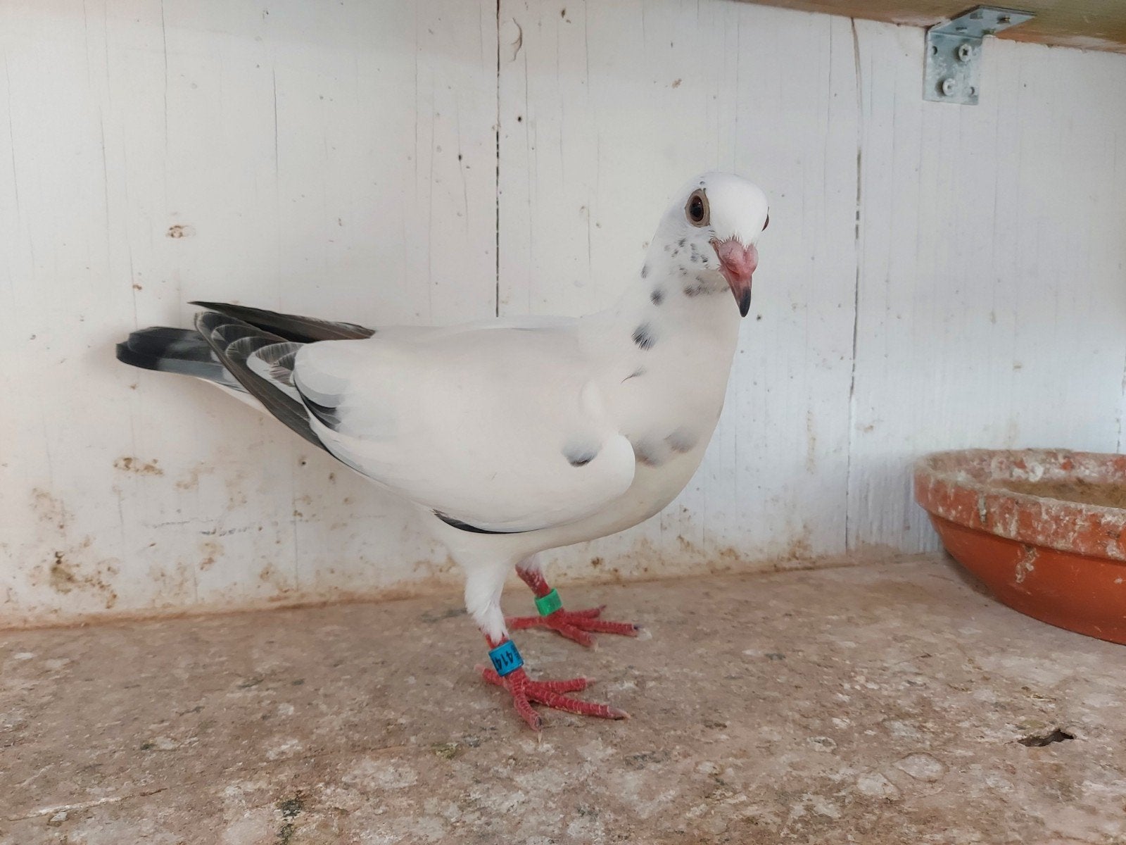 jonge duif 2026, Sexe inconnu, Pigeon voyageur