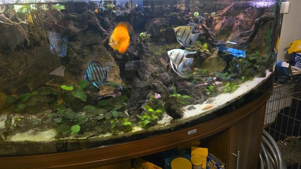 Aquarium met vissen, planten en toebehoren
