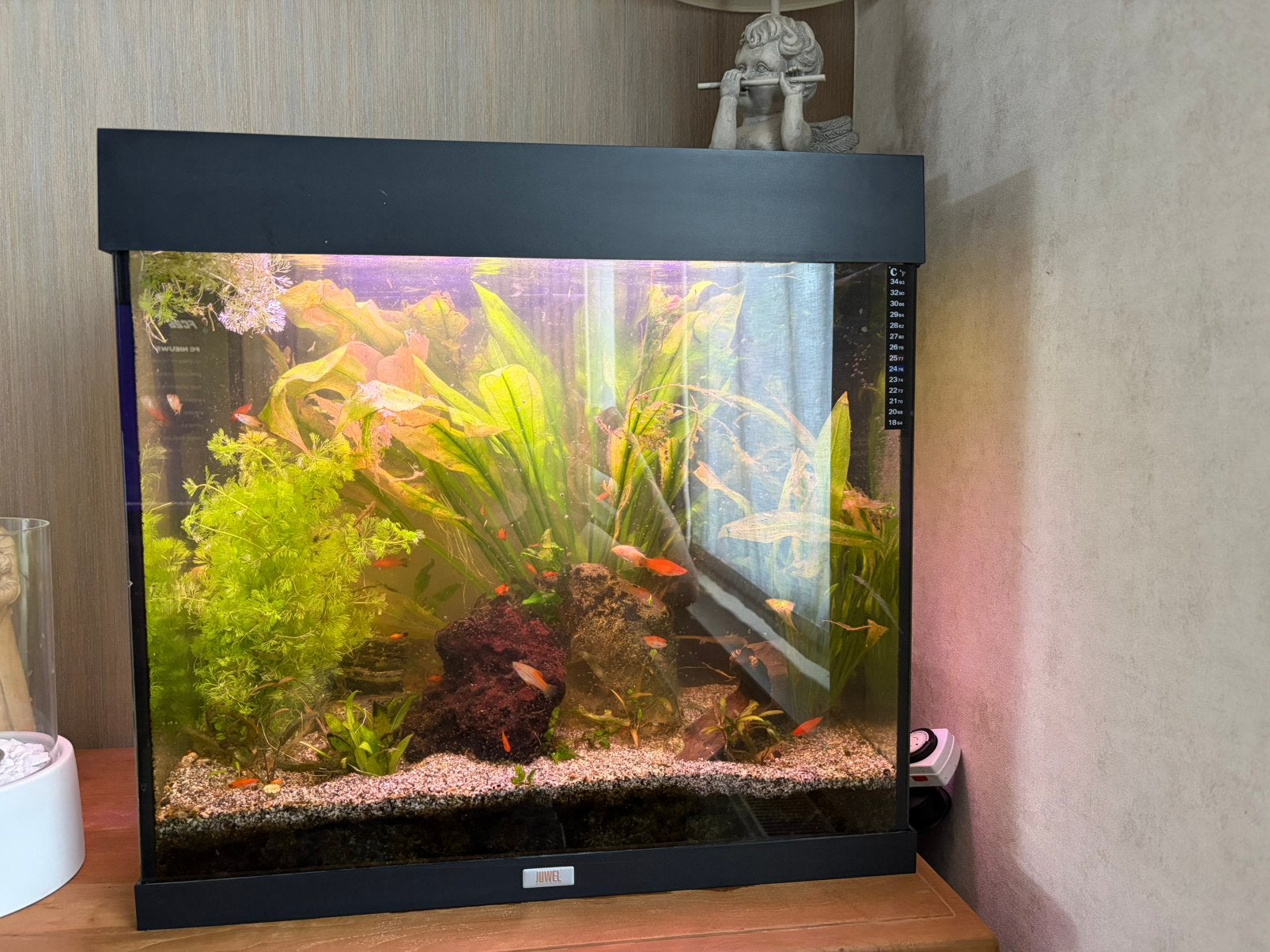 Aquarium, Enlèvement, Poissons inclus, Aquarium d'eau douce rempli, Juwel