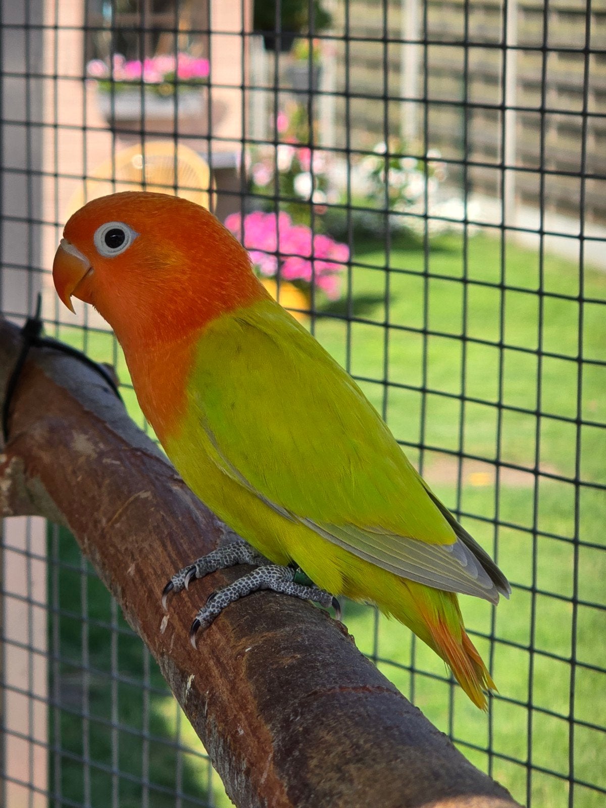 Groen Dilute Opaline//Blauw 2026, Dieren en Toebehoren, Geslacht onbekend, Dwergpapegaai of Agapornis, Geringd