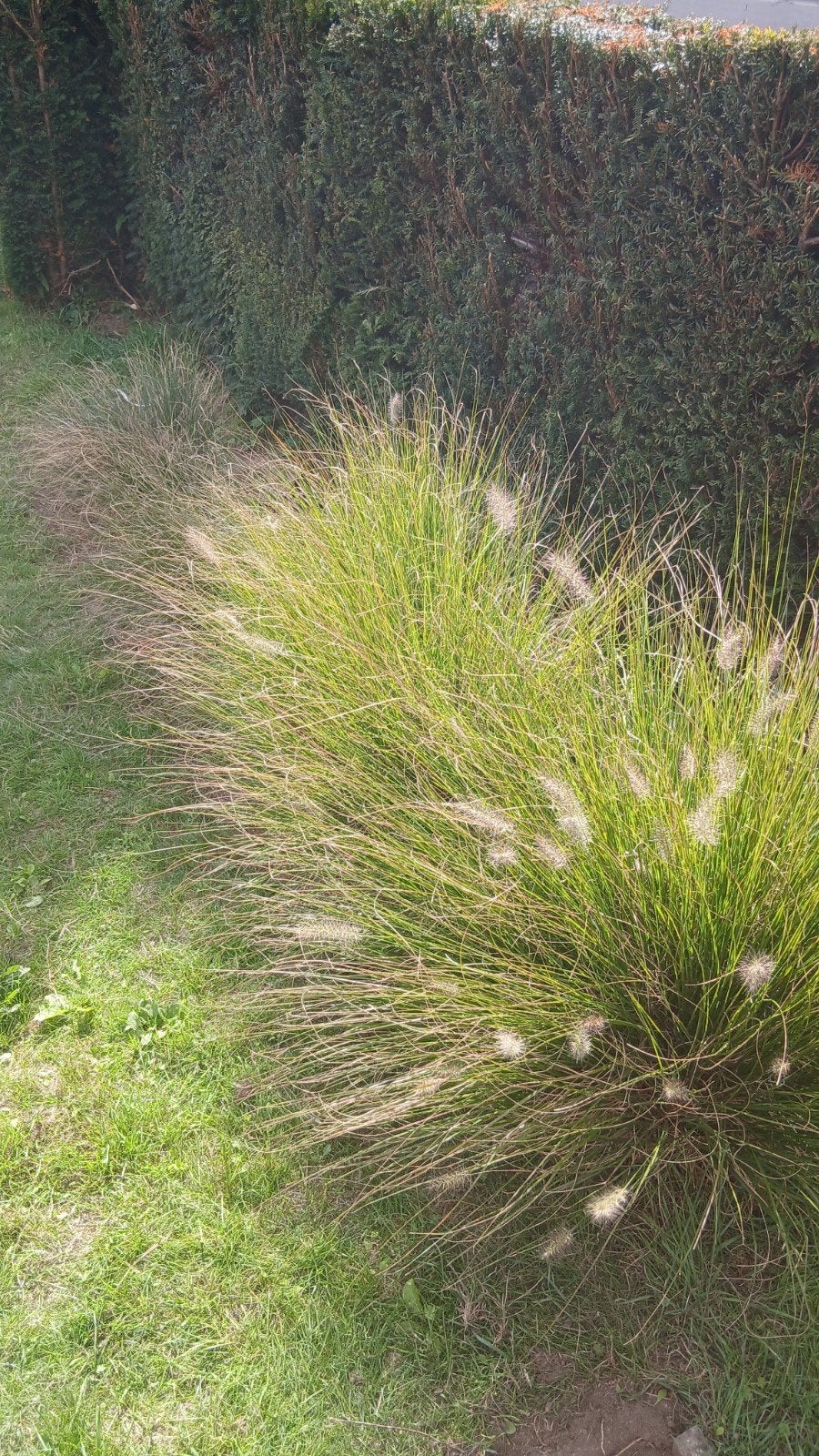 planten te koop, Enlèvement, Comme neuf, Moins de 10 m², Herbe