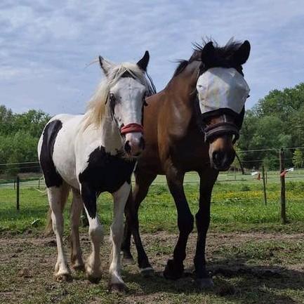 Knappe mensgerichte hengst van 1 jaar met mooie maanogen, Dieren en Toebehoren, Hengst