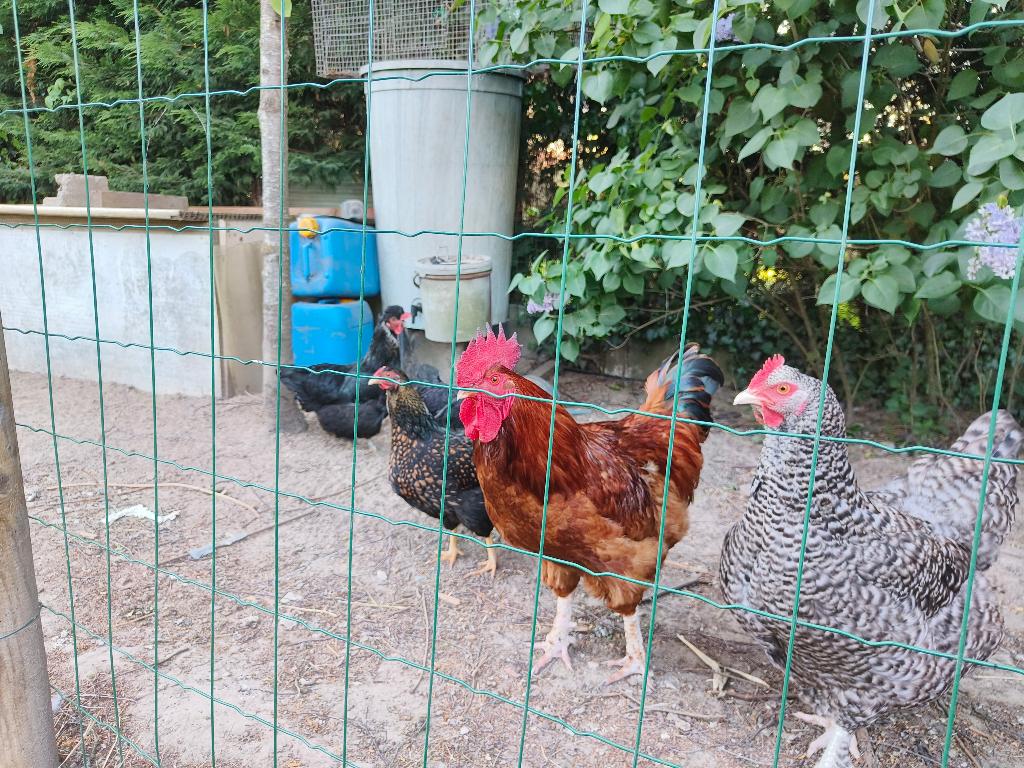 Legkip haan, Dieren en Toebehoren, Pluimvee, Mannelijk, Kip