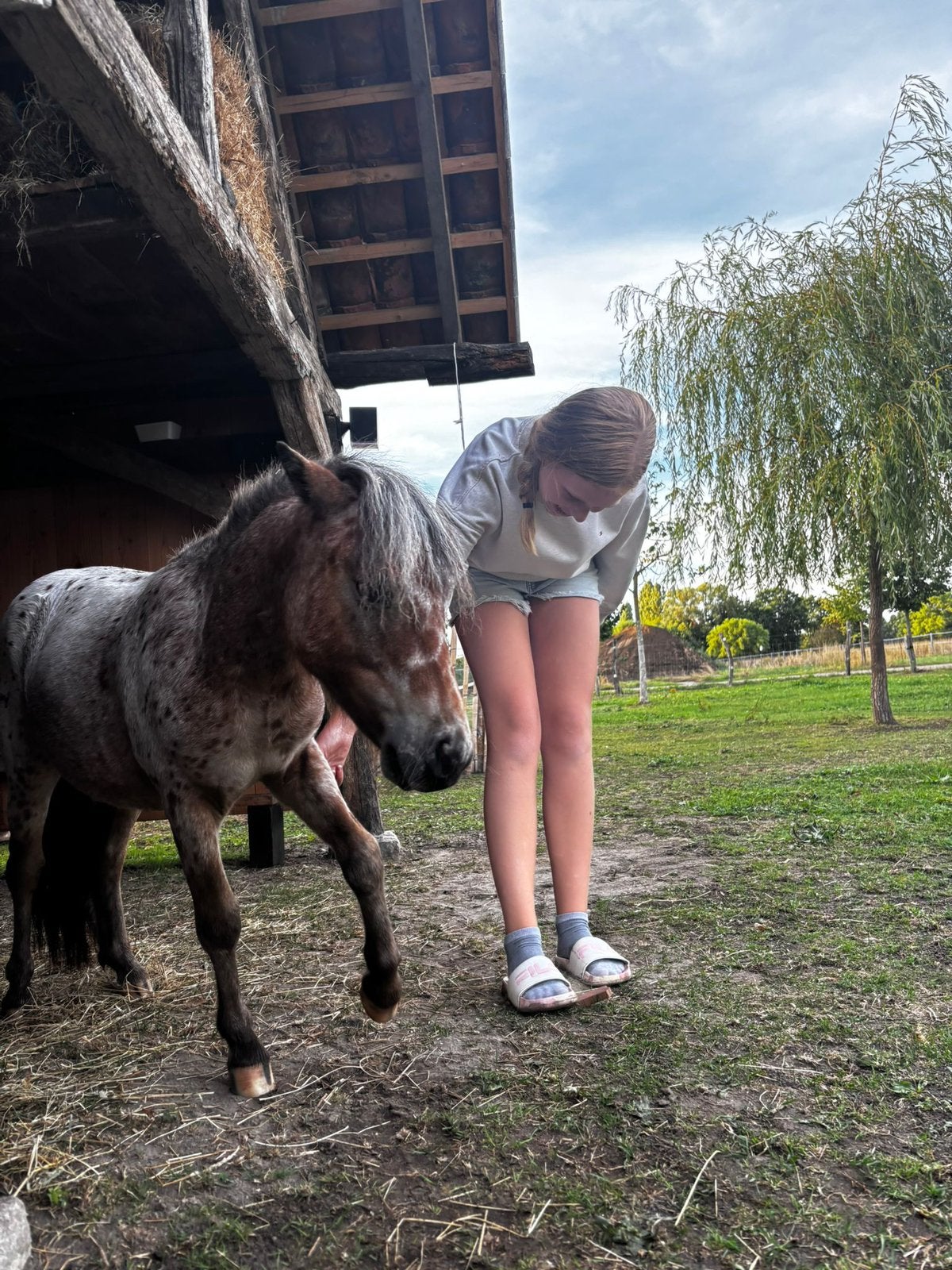 Verzorgpony gezocht, Dieren en Toebehoren, Niet van toepassing