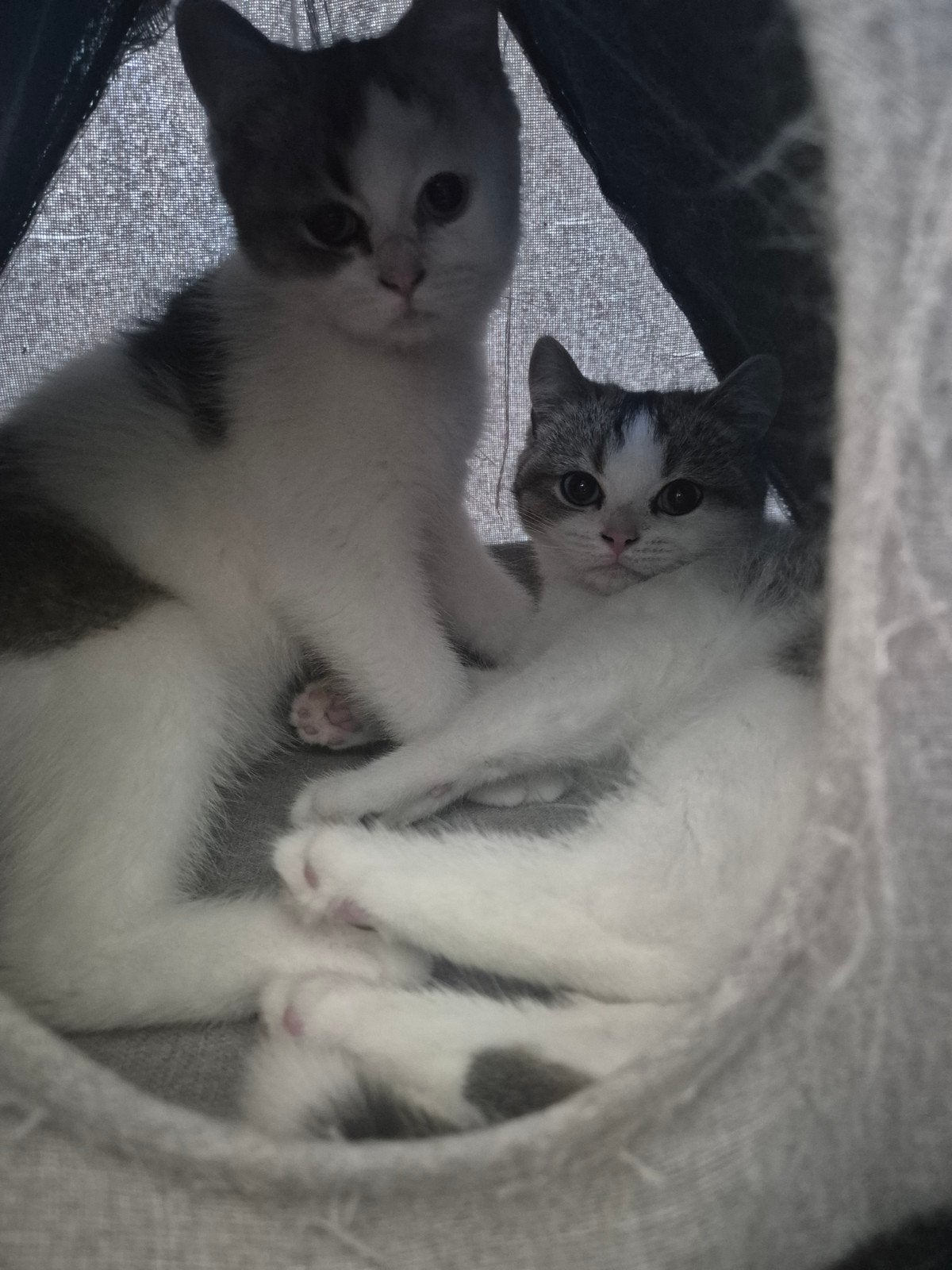 Britse korthaar kittens, Animaux & Accessoires, Chats & Chatons | Chats de race | Poil ras, Plusieurs animaux, 0 à 2 ans, Avec puce électronique