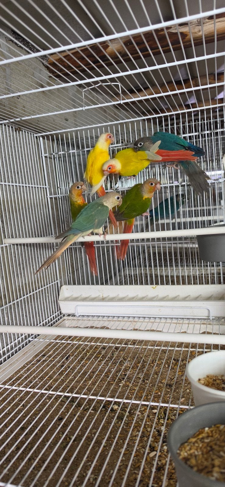 pyrrhura molinae, Animaux & Accessoires, Plusieurs animaux, Perruche, Bagué