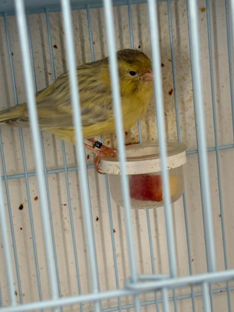 Elevage canaris 5 couples, Ophalen of Verzenden, Zo goed als nieuw