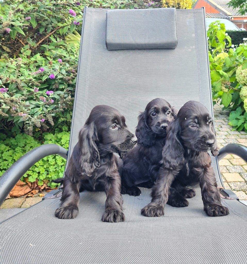 engelse cocker pups, België, CDV (hondenziekte), 8 tot 15 weken, Meerdere