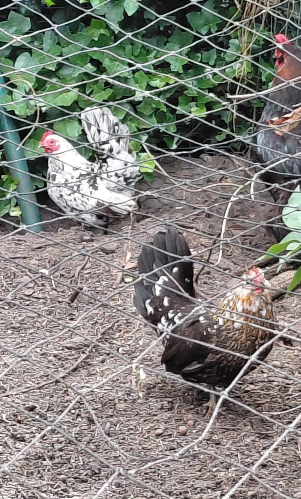 Krielkippen te koop, Dieren en Toebehoren, Pluimvee
