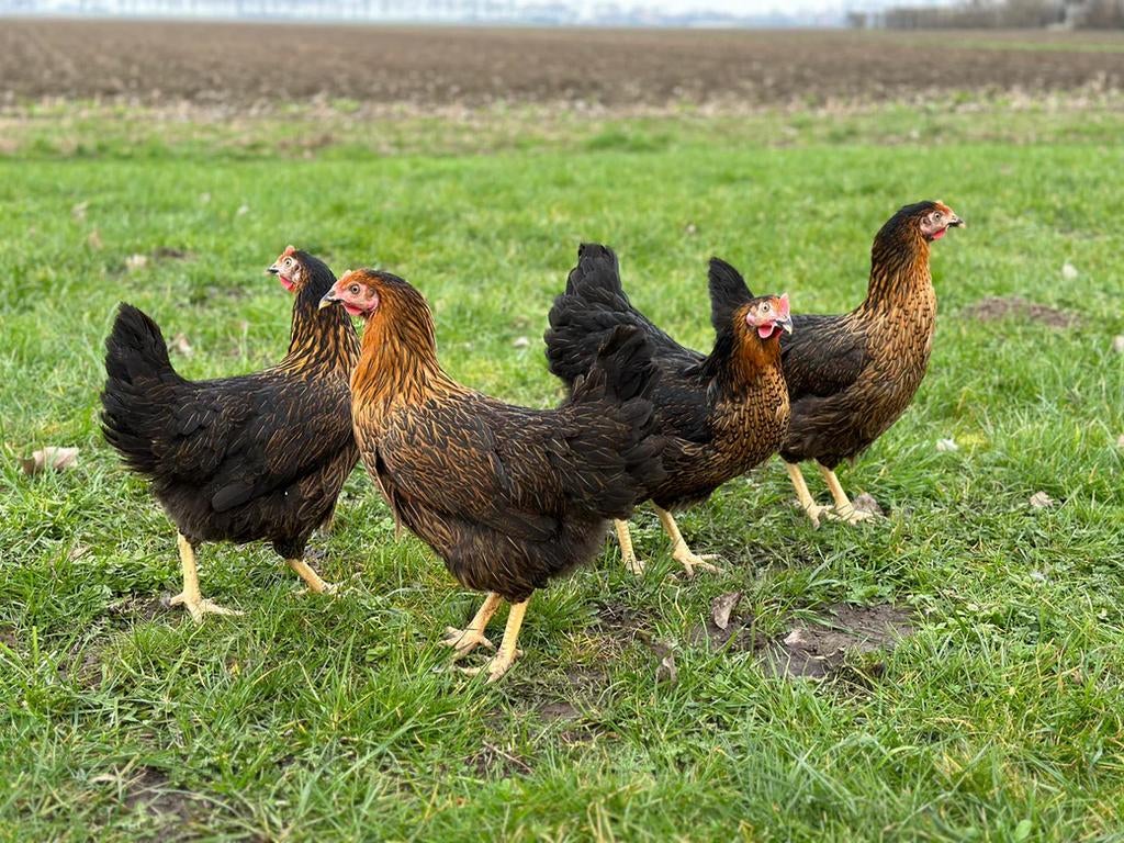 WITTE LEGHORN, BRUINE LEGKIP, LEGKIP KOEKOEK, HARCO, Dieren en Toebehoren, Pluimvee