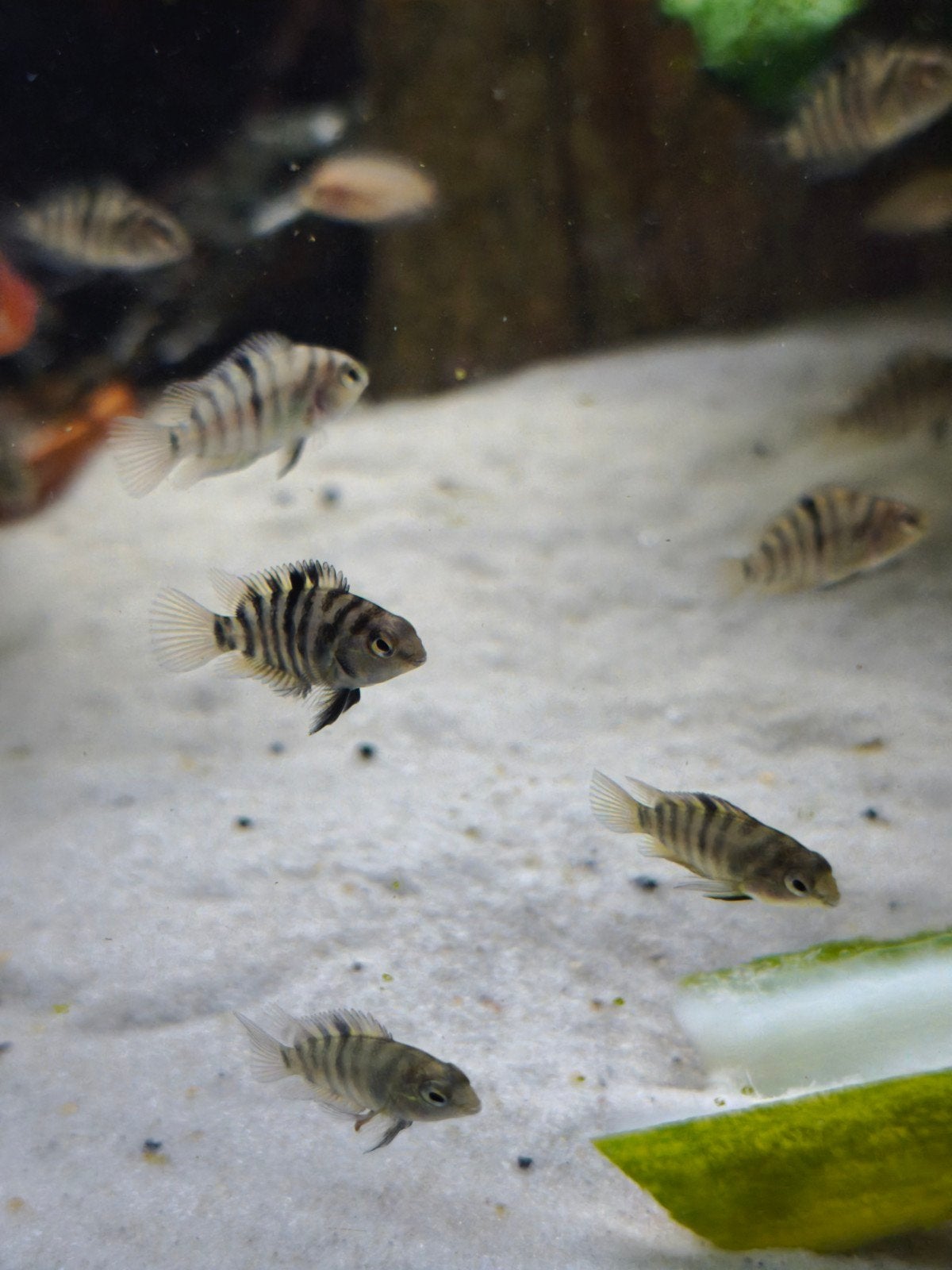 Zebra en roze chiclide jongen, Dieren en Toebehoren, Vis, Zoetwatervis, Schoolvis