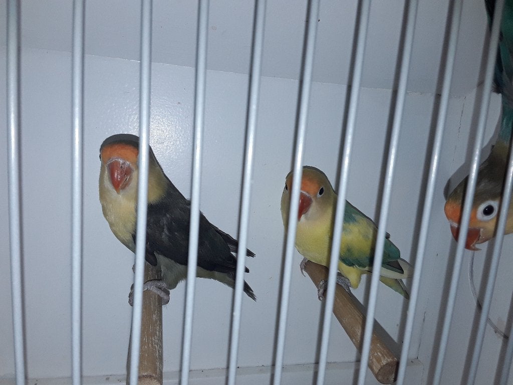 Broedrijpe ficherie, Meerdere dieren, Dwergpapegaai of Agapornis, Geringd