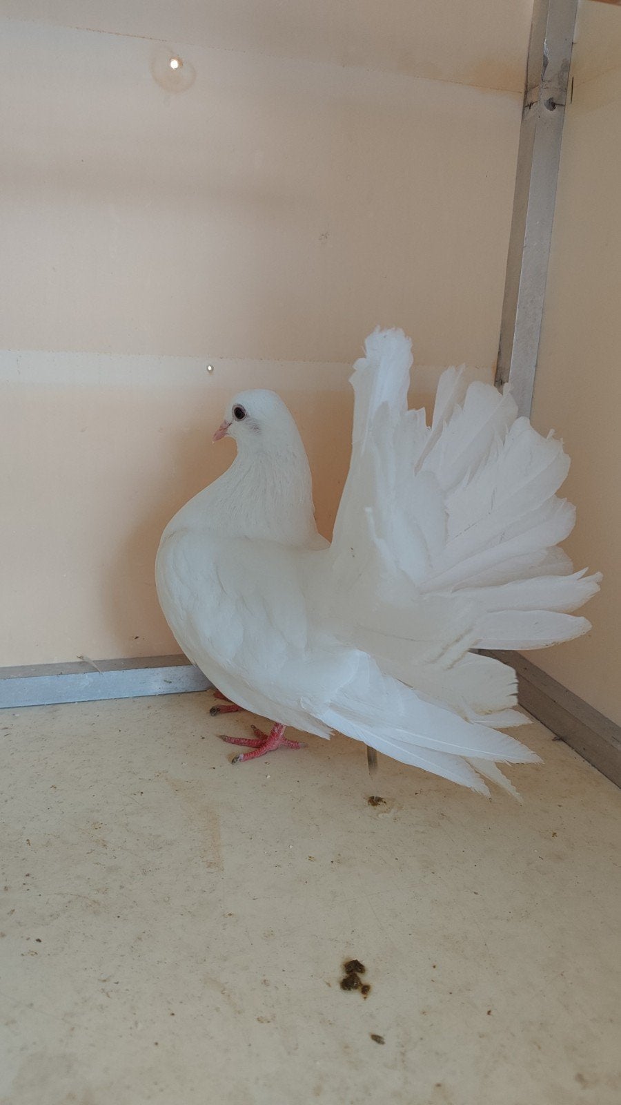 Pauwstaartduiven koppel te koop