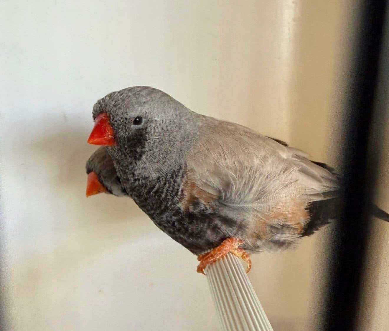 Koppel bleekrug Charcoals vol x split zebravinken, exoten, Dieren en Toebehoren, Vogels | Overige Vogels, Geringd