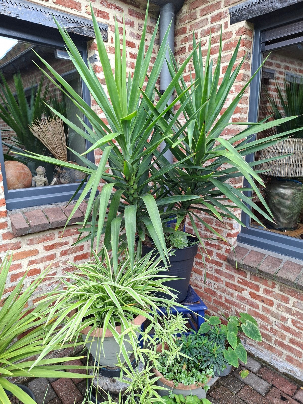 kamerplant yucca 150cm  hoog, Ophalen, Yucca