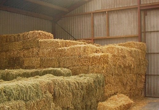 Hooi, stro, mais, voordroog, mais, Zakelijke goederen, Landbouw | Veevoer, Ophalen