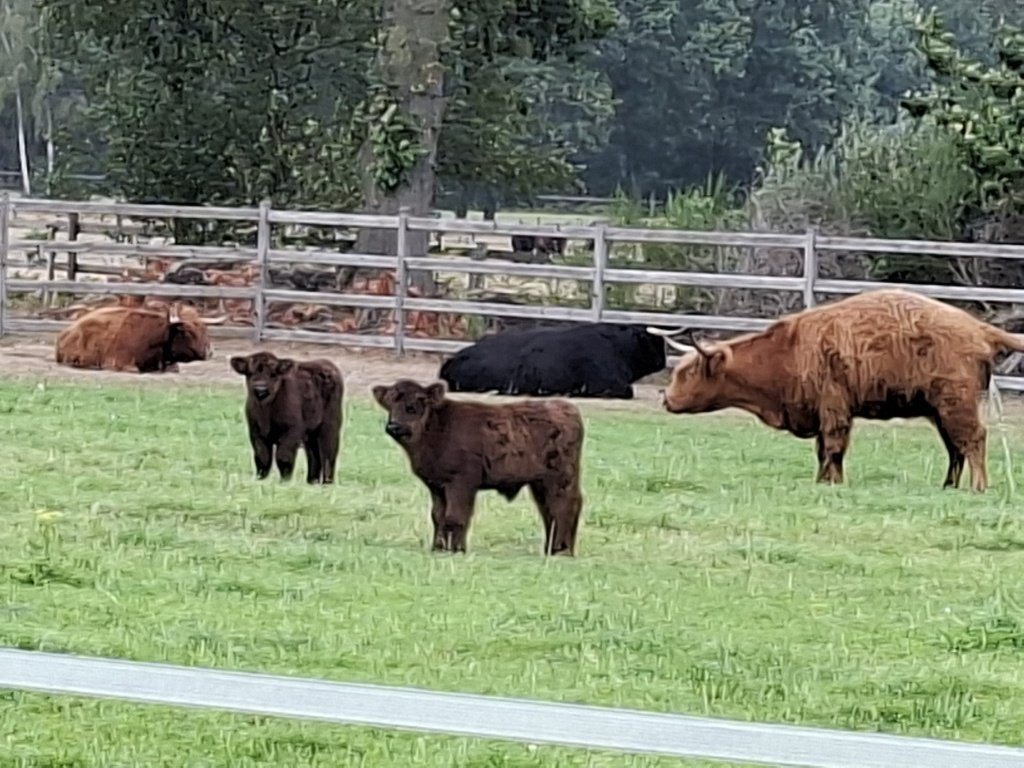 Schotse hooglander stiertjes, Mannelijk