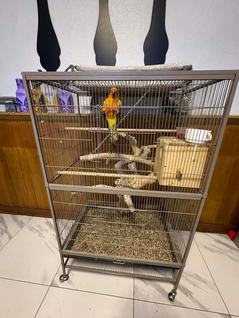 Conure soleil EAM avec cage comprise