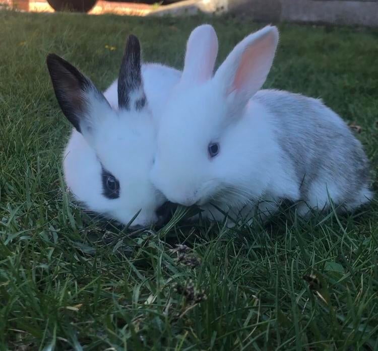 Lieve babykonijntjes te koop!, Dieren en Toebehoren, Konijnen, Klein, 0 tot 2 jaar