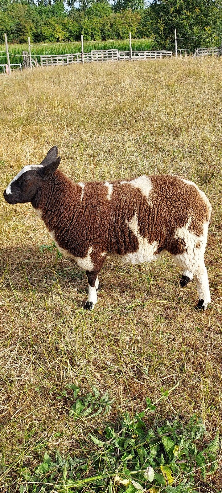 Baggerbonte ooi, Dieren en Toebehoren, Schapen, Geiten en Varkens, Vrouwelijk, Schaap, 0 tot 2 jaar