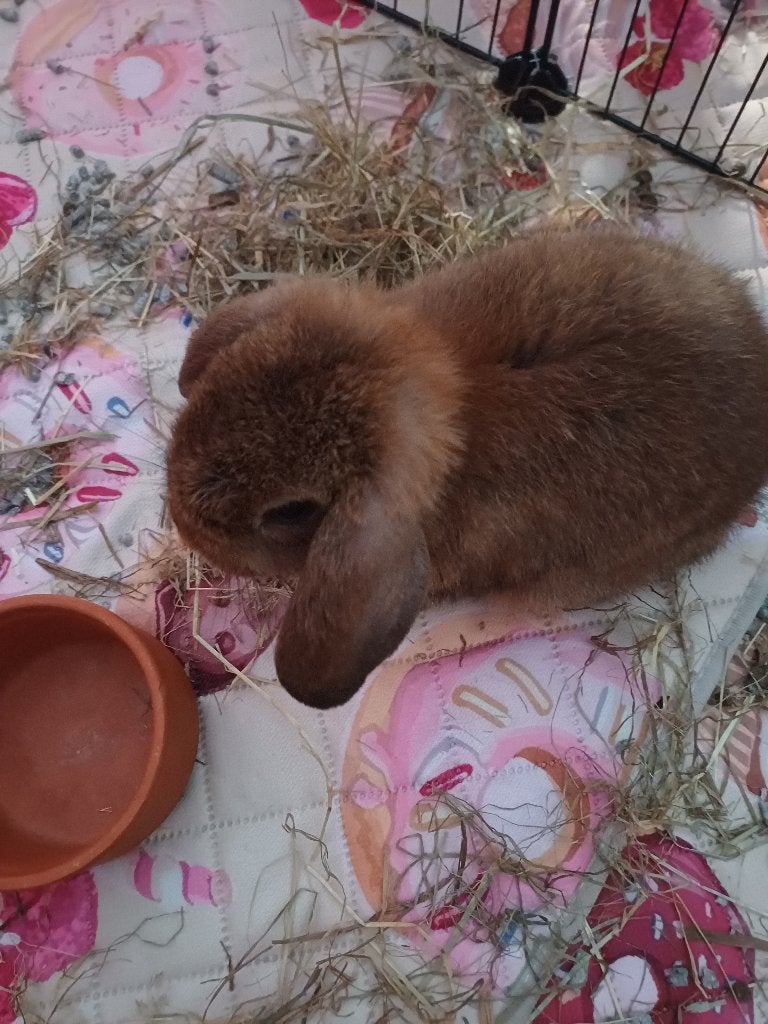 Konijntje, Mannelijk, Klein, Hangoor, 0 tot 2 jaar