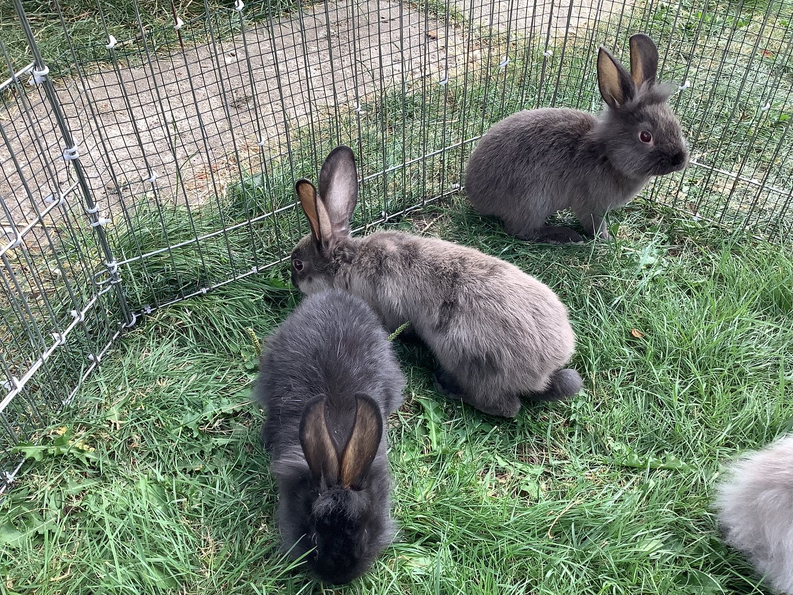 Jonge grote konijnen, Plusieurs animaux, Taille moyenne, 0 à 2 ans