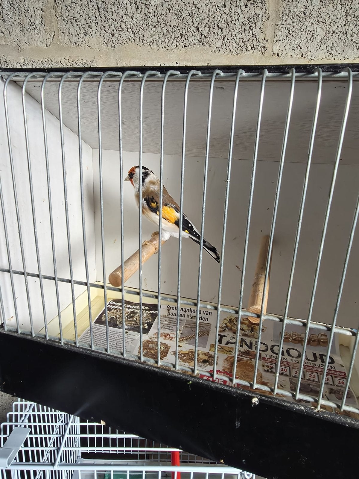 Putter, Dieren en Toebehoren, Geringd