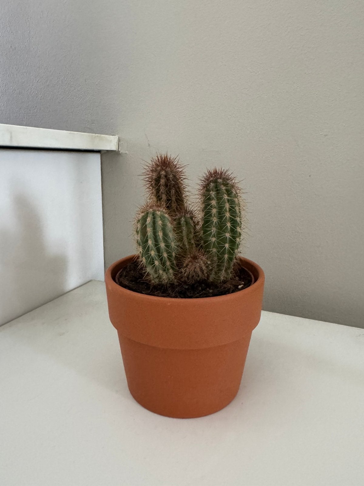 Plante cactus avec cache-pot, Ophalen, Cactus