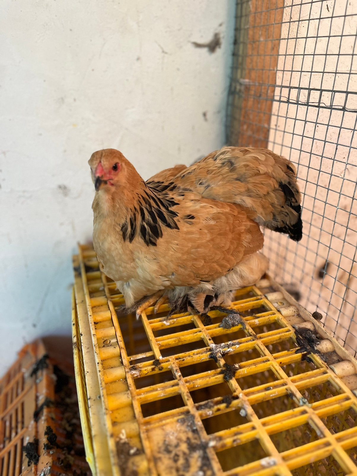 Jonge brahma hennen, Dieren en Toebehoren