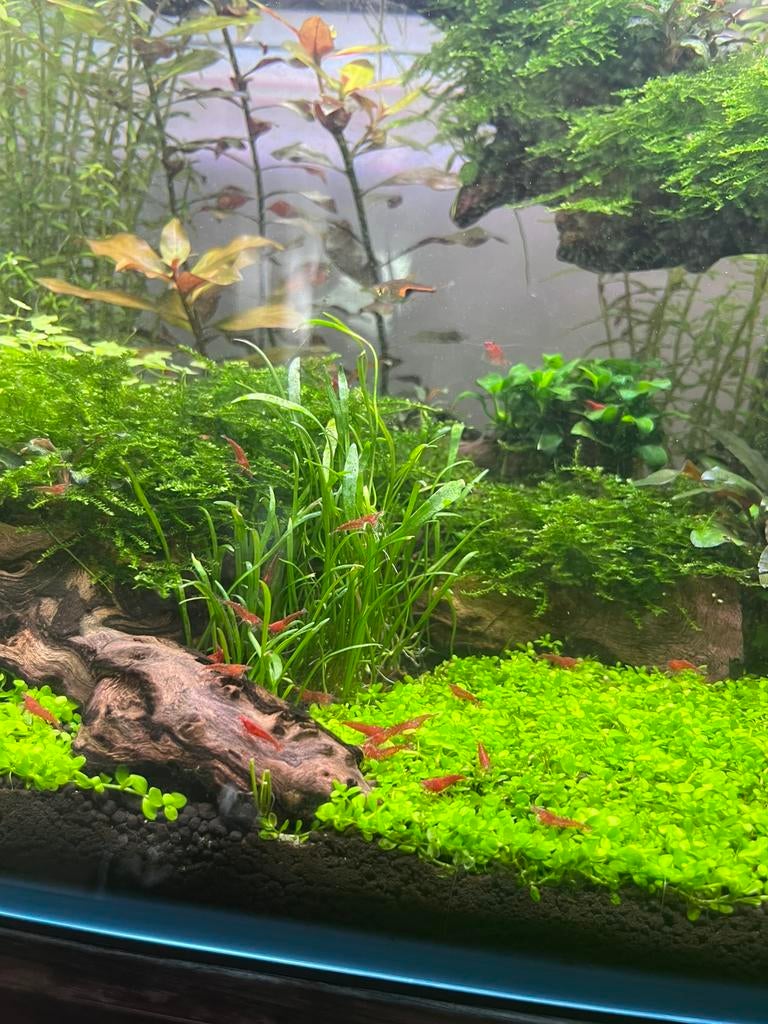 Neocaridina Cherry garnalen