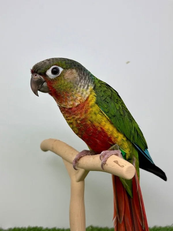 Conure de molinae male EAM / apprivoisé, Mâle, Perroquet, Domestique