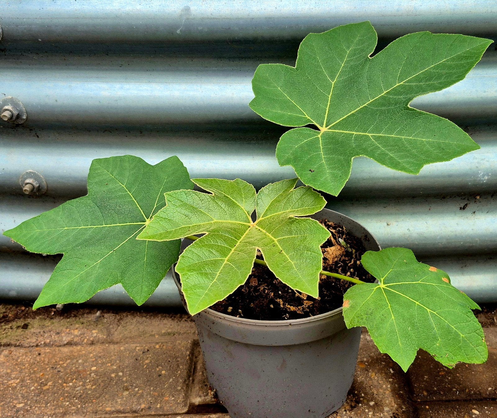 Tetrapanax papirifer 'Rex', Jardin & Terrasse, Plantes | Jardin, Enlèvement