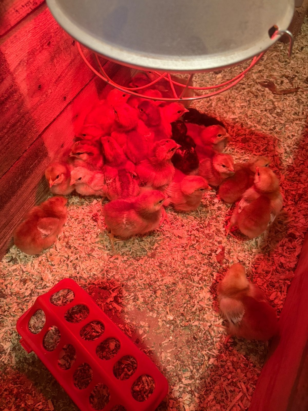Jonge kuikens te koop 10 dagen oud, Poule ou poulet