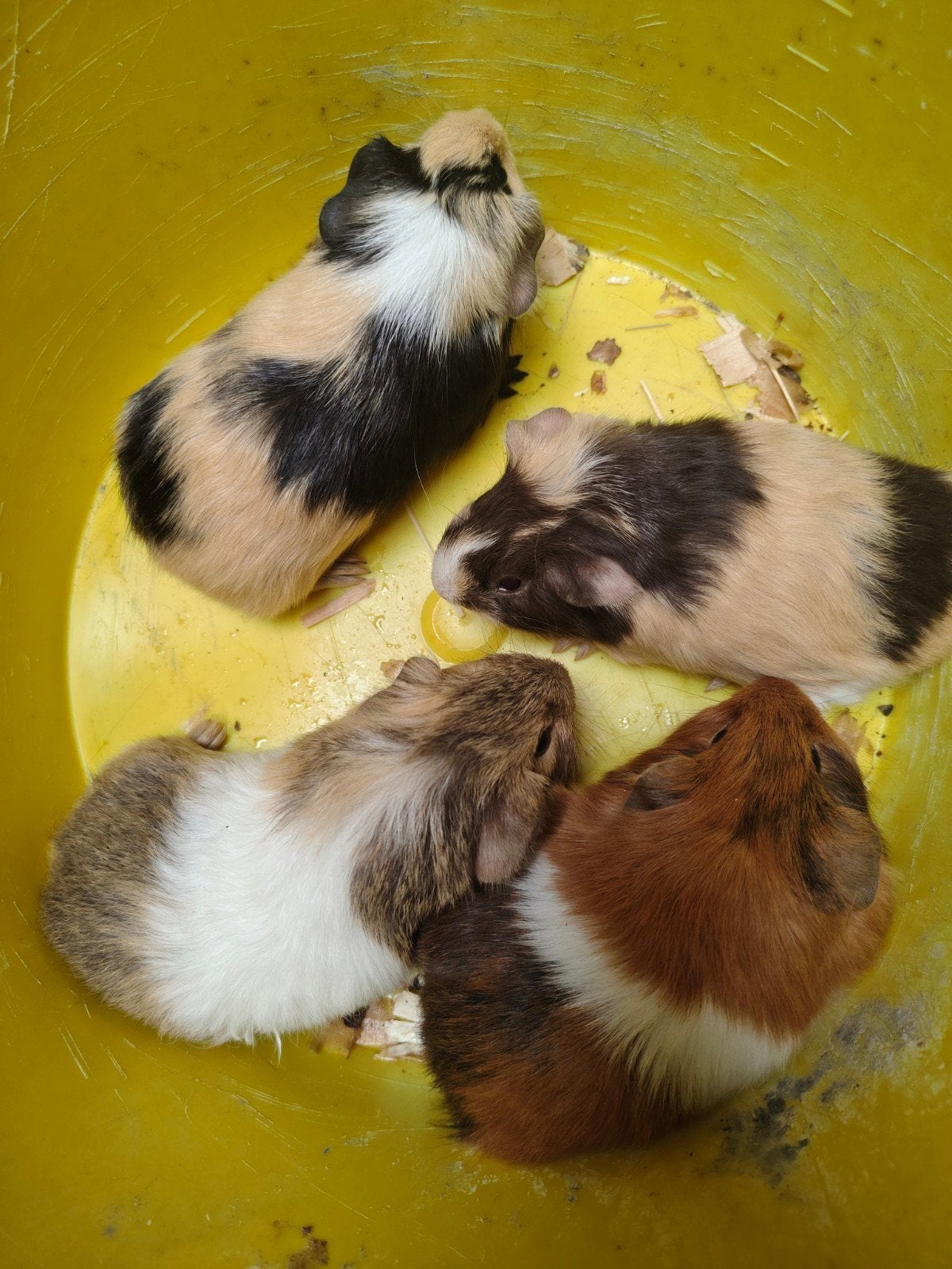 cavia's, Dieren en Toebehoren, Juli, Mannelijk, Cavia