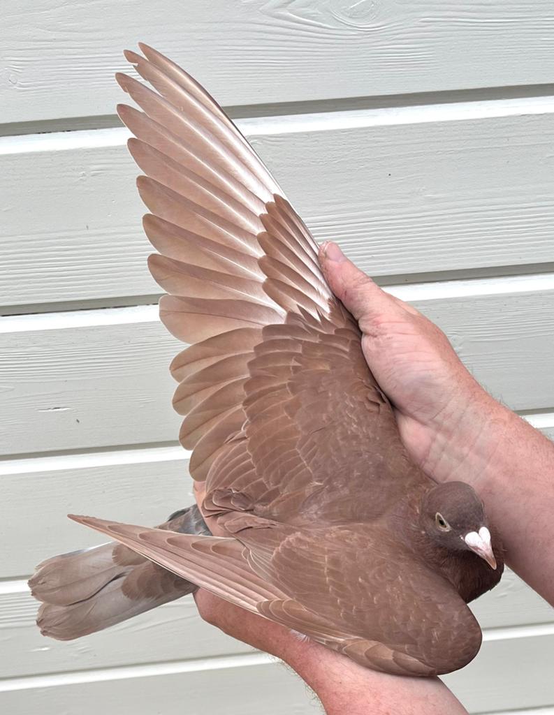 Jonge choco, Dieren en Toebehoren, Vogels | Duiven, Postduif
