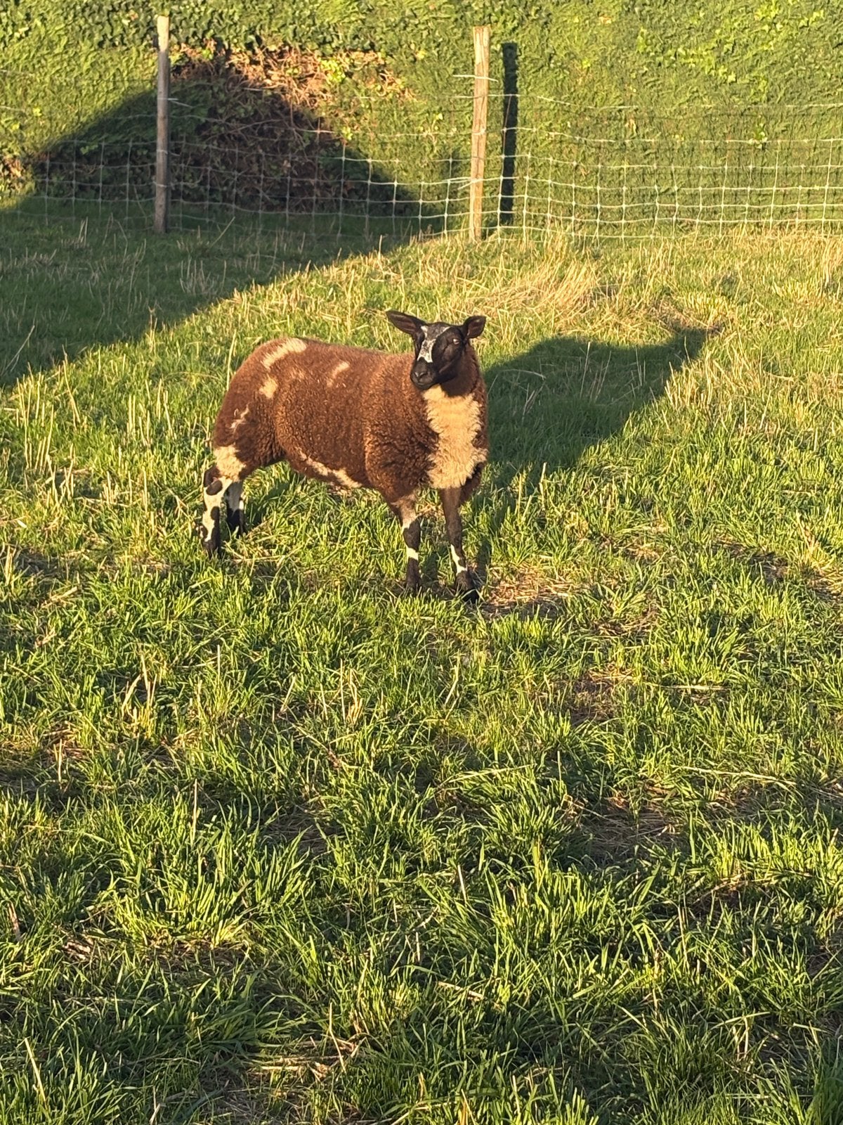 Agneau sympa, Animaux & Accessoires, Moutons, Chèvres & Cochons, Femelle, Mouton