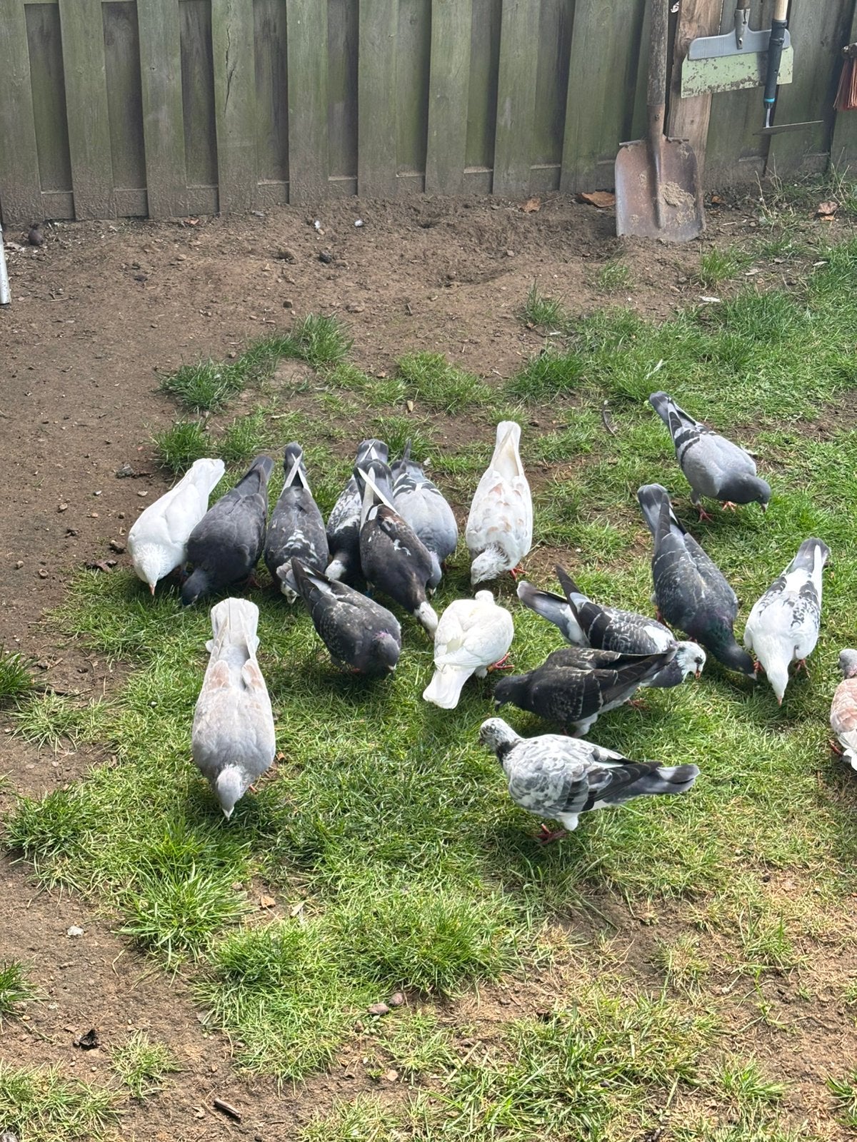 Enkele reisduiven te koop, Dieren en Toebehoren