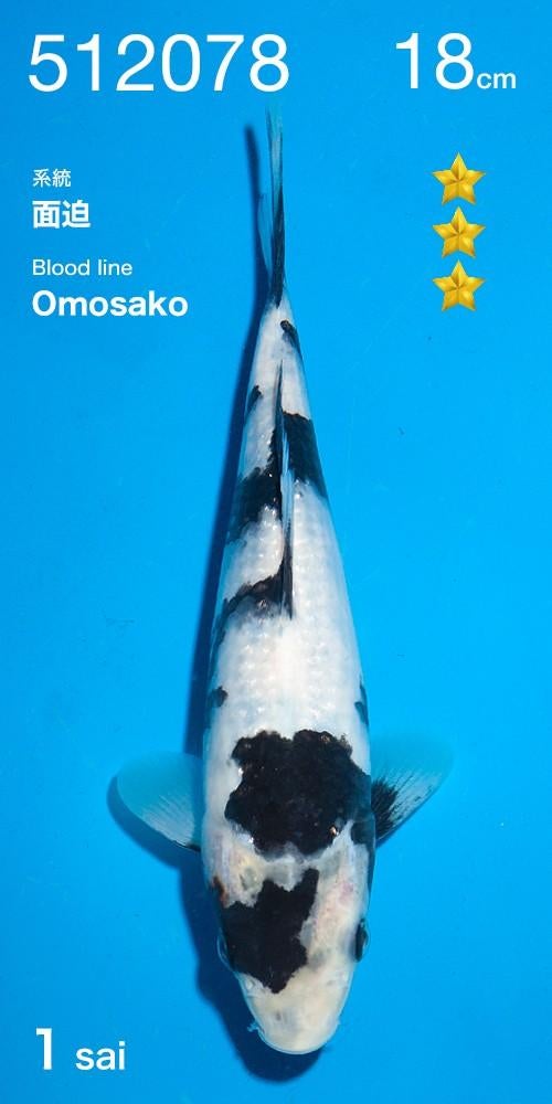 Hq tosai Shiro utsuri van de Ogata auction met certificaat, Dieren en Toebehoren, Vissen | Vijvervissen, Karper of Koi