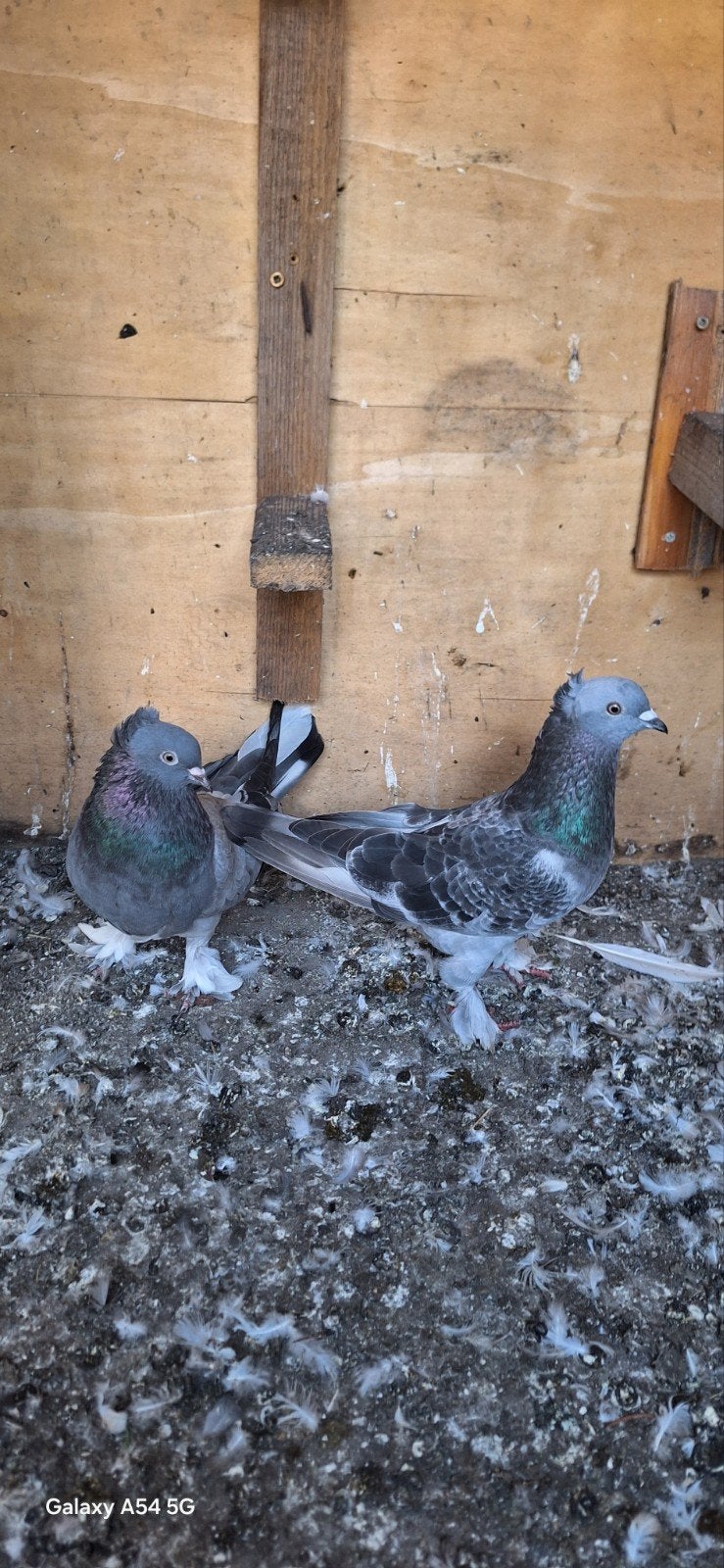 takla, Plusieurs animaux, Pigeon culbutant ou Roller