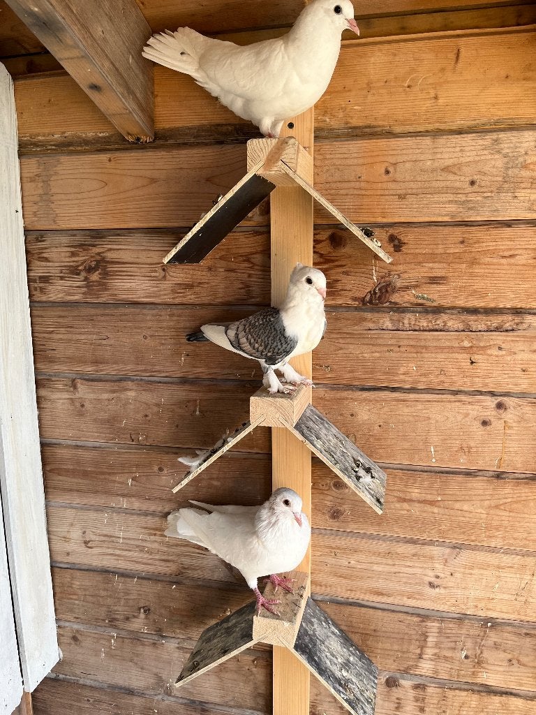 duiven, Dieren en Toebehoren, Meerdere dieren, Overige soorten