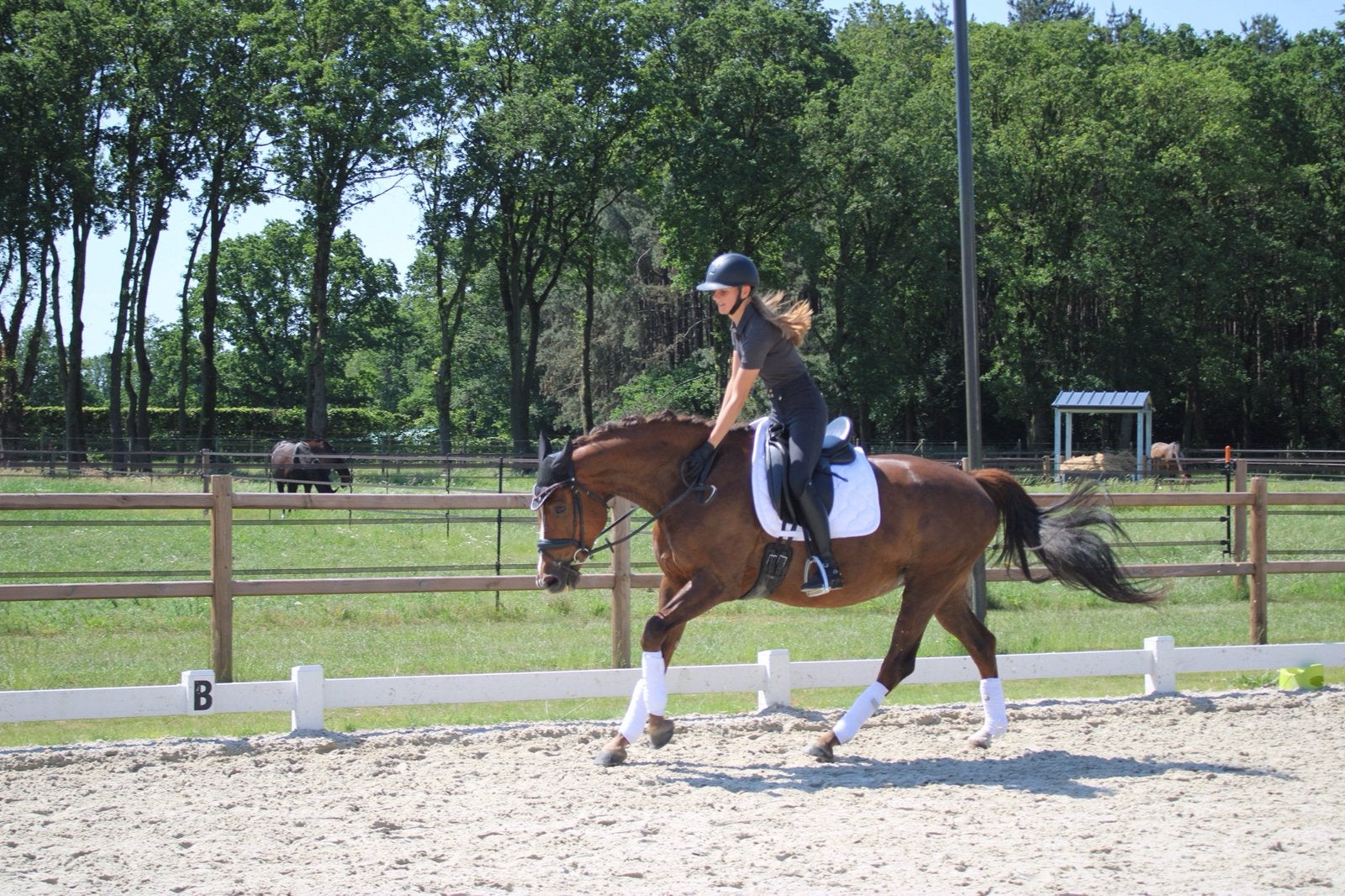 Glocks toto jr. merrie, Jument, 160 à 165 cm, Cheval de dressage, 7 à 10 ans