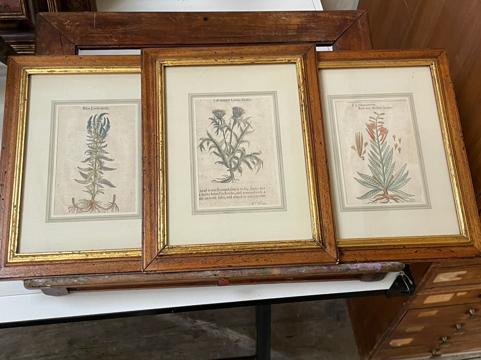 Oude gravures van medicinale planten Gerard 1575 certif, Antiek en Kunst, Ophalen, Origineel werk, Klassiek, Print