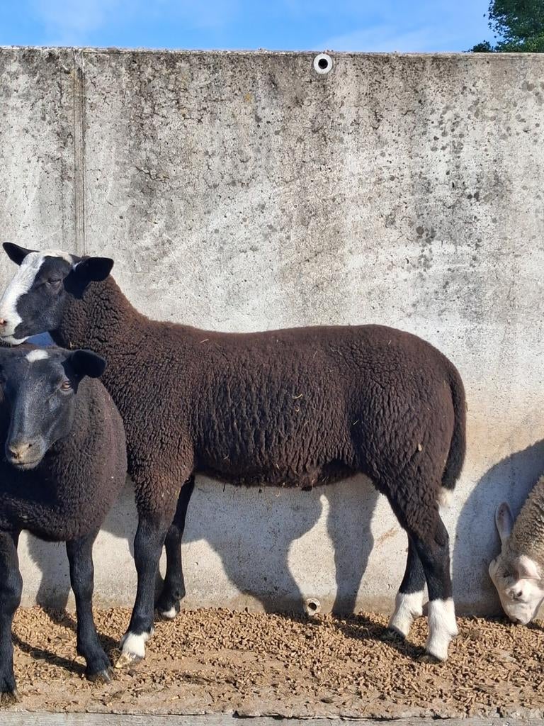 2 Zwartbles dekbokken., Animaux & Accessoires, Animaux Autre, Mâle, Février