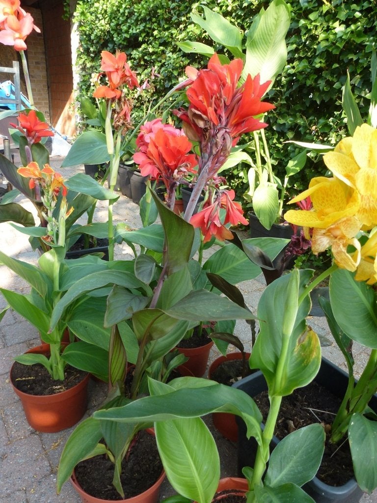 Canna's in 16 verschillende variëteiten, Volle zon, Vaste plant, Zomer, Ophalen