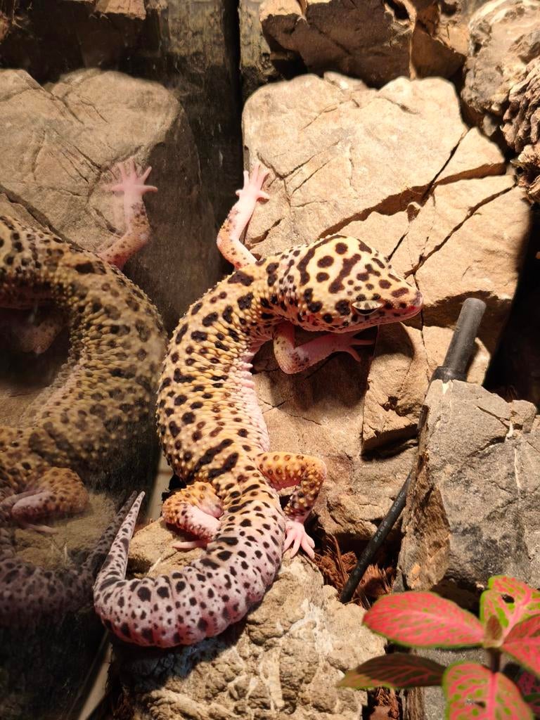 luipaard Gekko, Ophalen