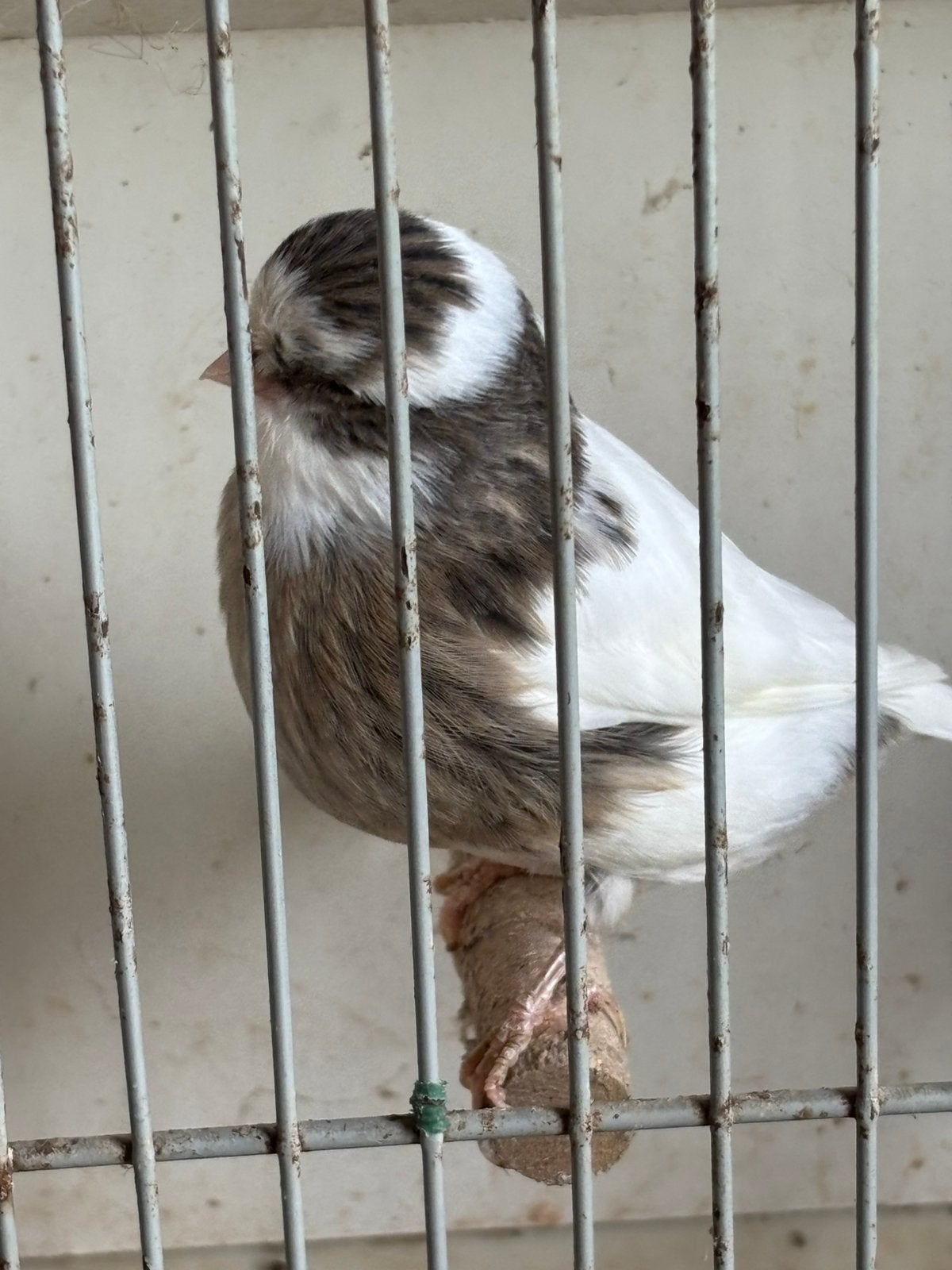 Glosters te koop, Dieren en Toebehoren, Postuurkanarie