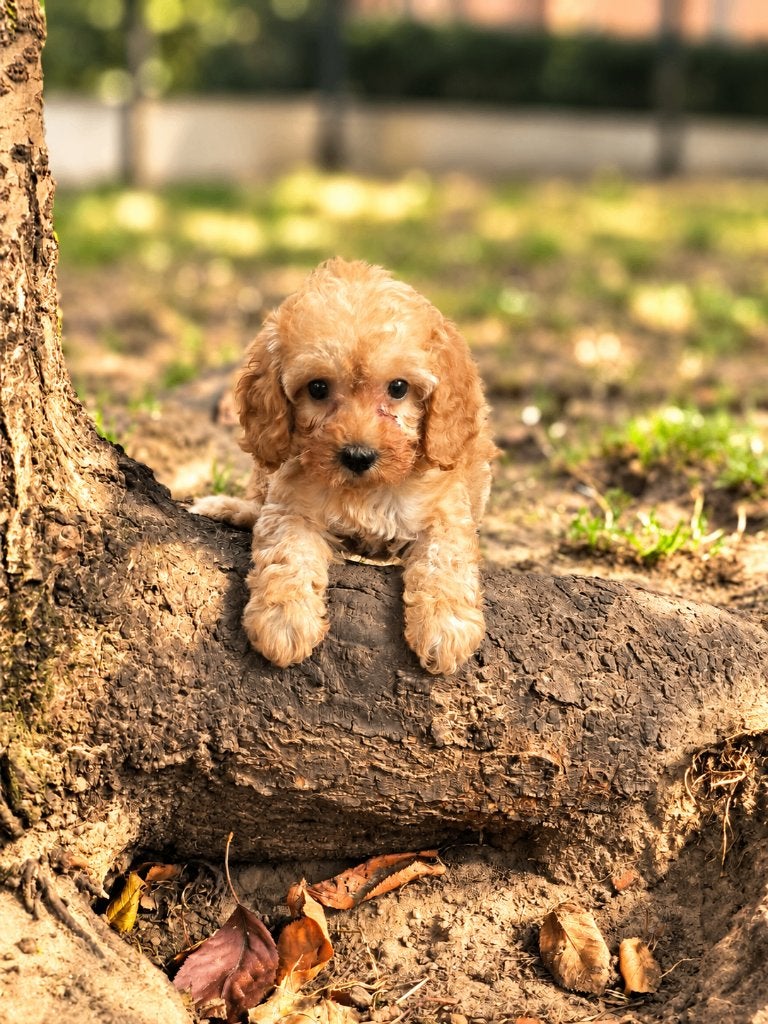 de magnifiques chiots cockapoo sont nés avec nous !, Maladie de Carré (chiens), Taille moyenne, Plusieurs, Belgique