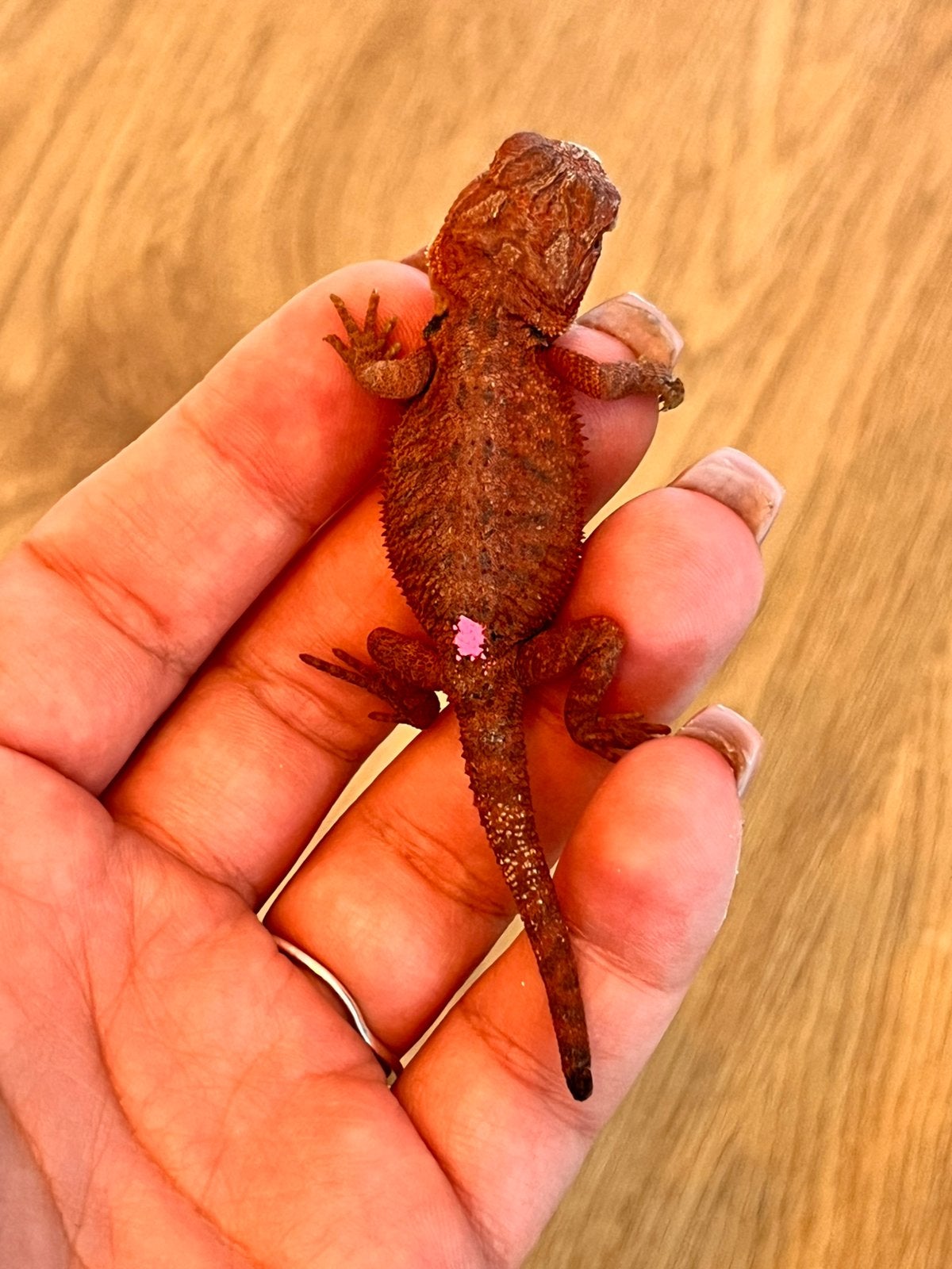Prachtige baby baardagamen - speciale kansprijs, Dieren en Toebehoren, Reptielen en Amfibieën