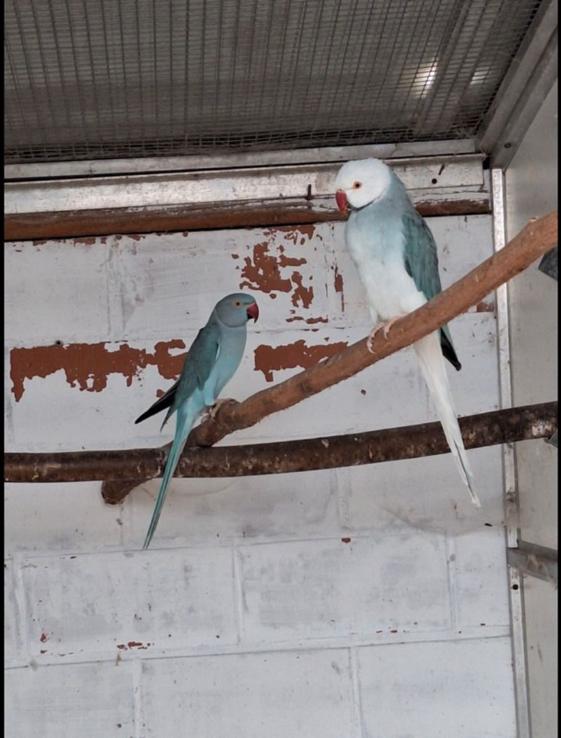 Paire de perruches bleues à tête blanche et à queue blanche, Animaux & Accessoires, Oiseaux | Perruches & Perroquets, Perruche
